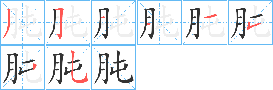 肫的笔顺笔画