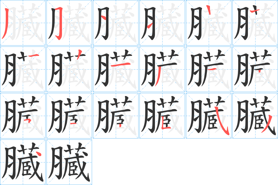 臓的笔顺笔画